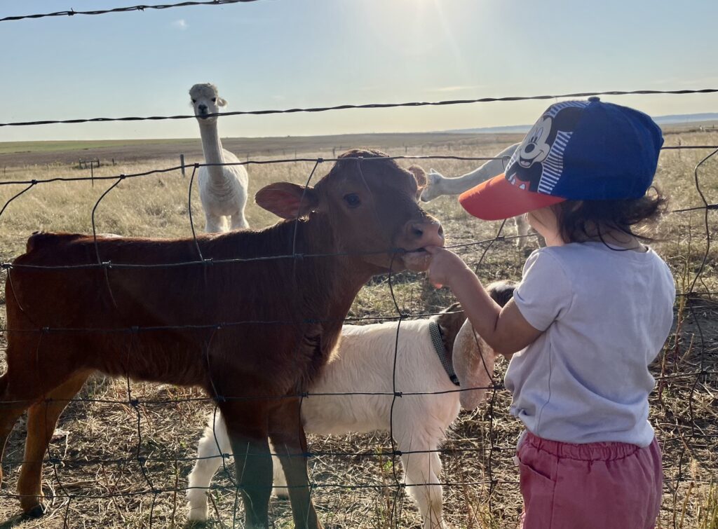 child with baby calf