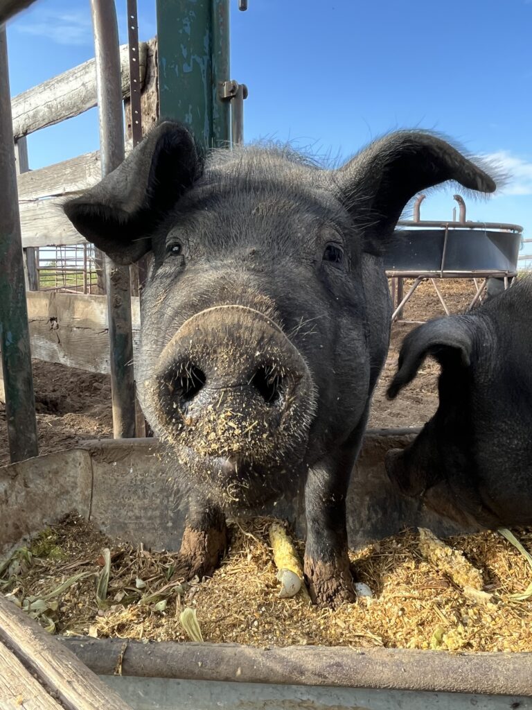 Pig looking into the camera