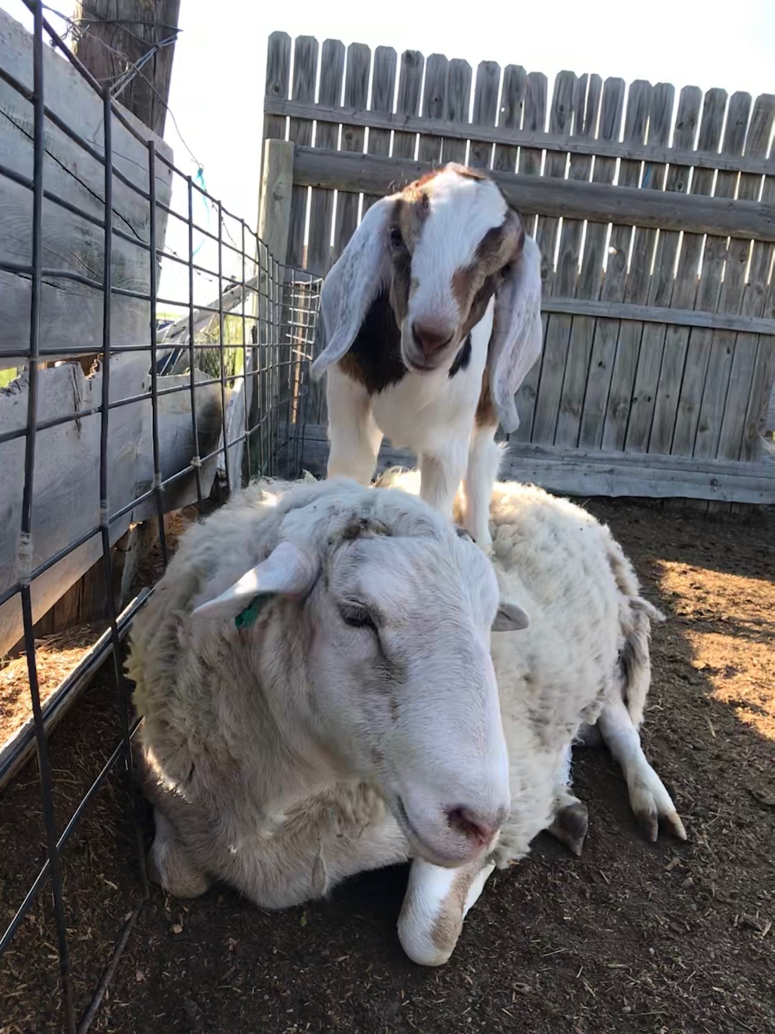 goat on sheep