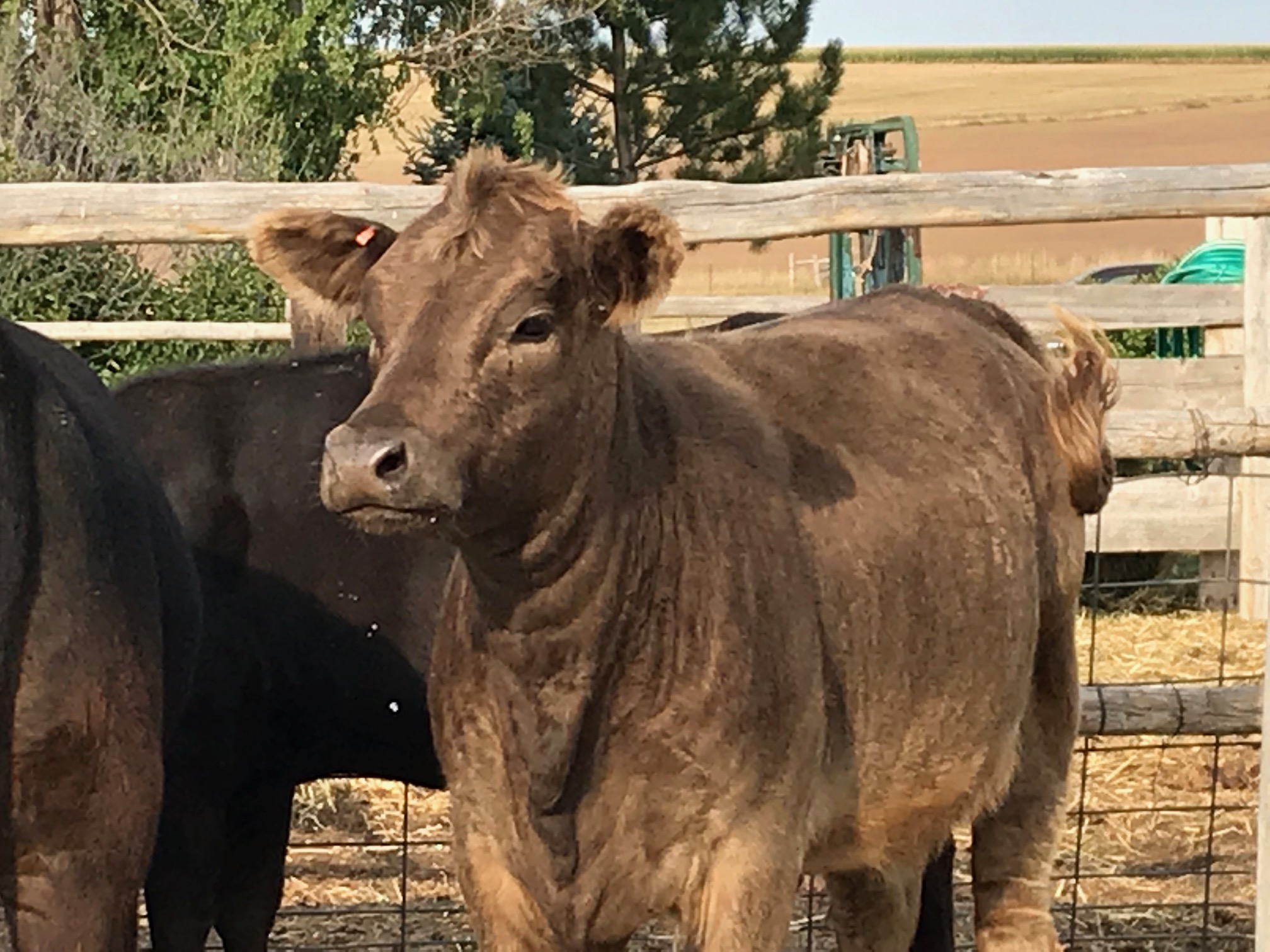 Beef cow gazing into the distance